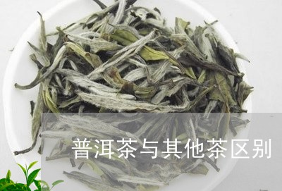 普洱茶与其他茶区别/2023070913373