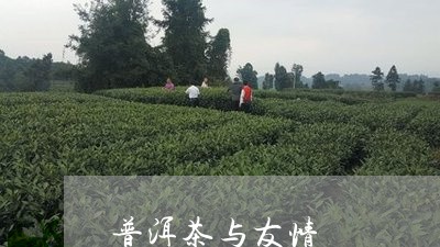 普洱茶与友情/2023042882345