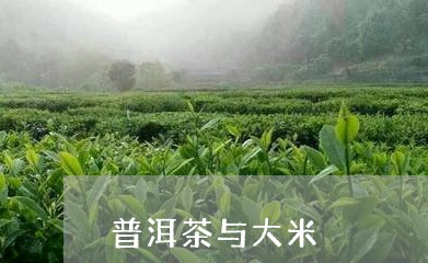 普洱茶与大米/2023042742281