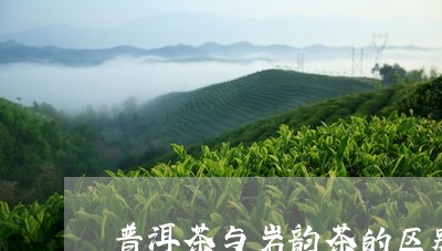 普洱茶与岩韵茶的区别/2023062334057