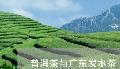 普洱茶与广东发水茶/2023091582936