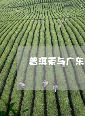 普洱茶与广东红茶哪个好/2023120733827