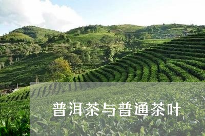 普洱茶与普通茶叶/2023112615069