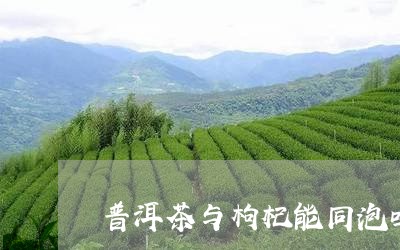 普洱茶与枸杞能同泡吗/2023092957148