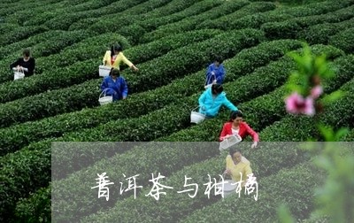 普洱茶与柑橘/2023091320635