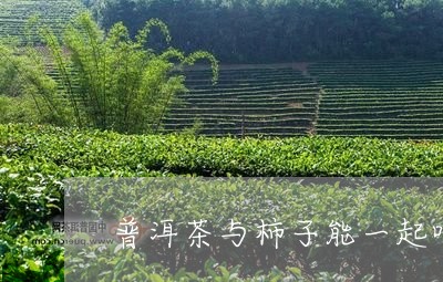 普洱茶与柿子能一起吃/2023092629416