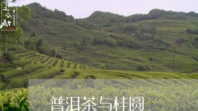 普洱茶与桂圆/2023042637879