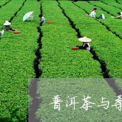 普洱茶与桑叶/2023042874137