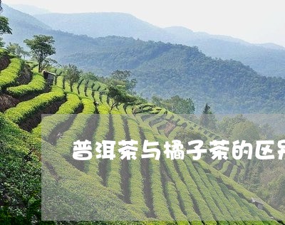 普洱茶与橘子茶的区别/2023100752615