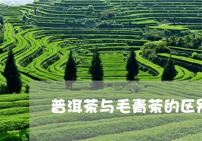 普洱茶与毛青茶的区别/2023062384026