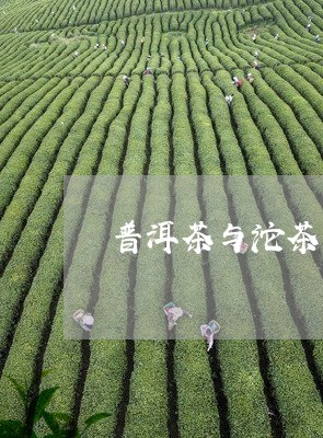 普洱茶与沱茶/2023042931881