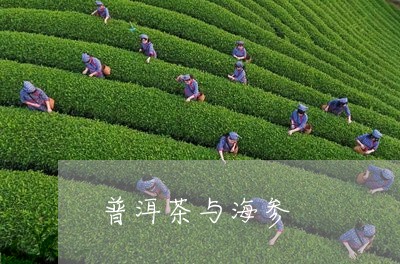 普洱茶与海参/2023042687755