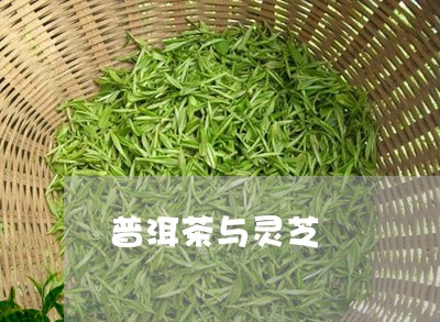 普洱茶与灵芝/2023042874818