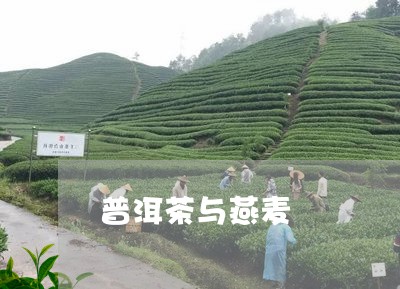 普洱茶与燕麦/2023042737311