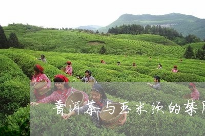 普洱茶与玉米须的禁用/2023072227260