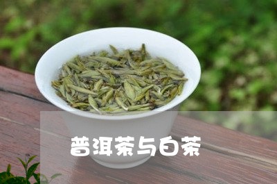 普洱茶与白茶/2023042924860