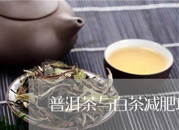 普洱茶与白茶减肥功效/2023100674829