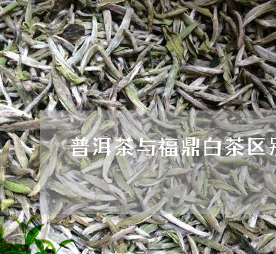 普洱茶与福鼎白茶区别/2023080133716