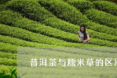 普洱茶与糯米草的区别/2023072416272