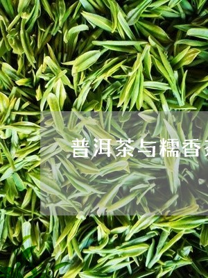 普洱茶与糯香茶的区别/2023062202714