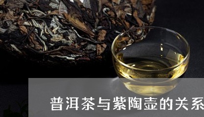 普洱茶与紫陶壶的关系/2023092823837