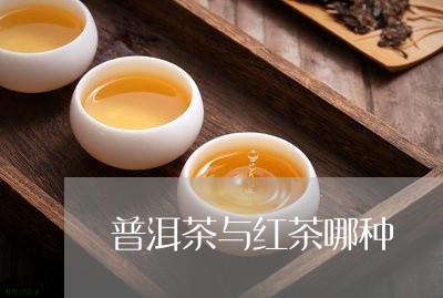 普洱茶与红茶哪种/2023100896938