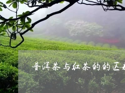 普洱茶与红茶的的区别/2023072460492