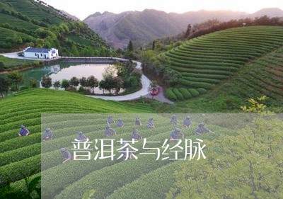 普洱茶与经脉/2023042778793