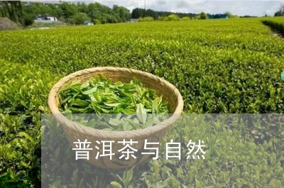 普洱茶与自然/2023042626617