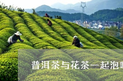 普洱茶与花茶一起泡吗/2023061504917