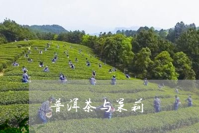 普洱茶与茉莉/2023042707162