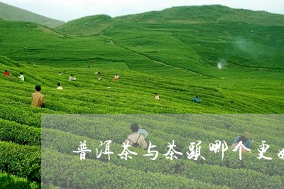 普洱茶与茶头哪个更好/2023100737150