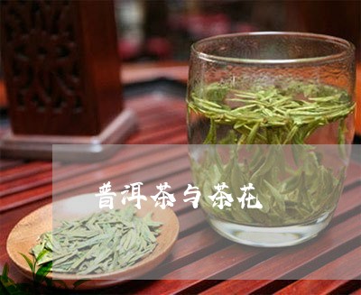 普洱茶与茶花/2023042787097