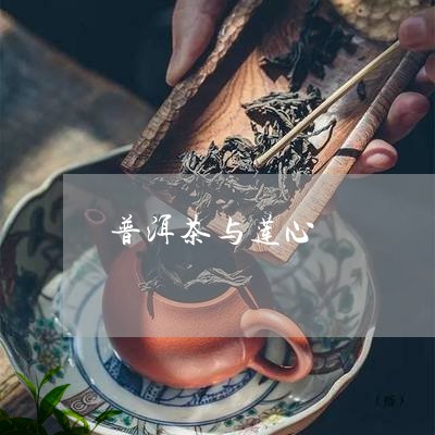 普洱茶与莲心/2023042667162