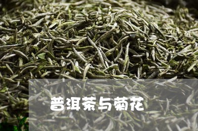 普洱茶与菊花/2023042932684