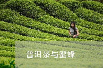 普洱茶与蜜蜂/2023042742380