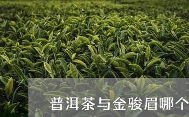 普洱茶与金骏眉哪个好/2023093011837