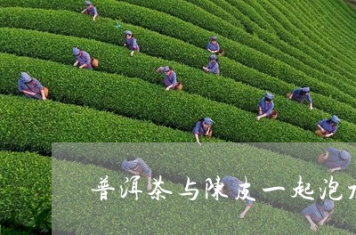 普洱茶与陈皮一起泡水/2023092655353