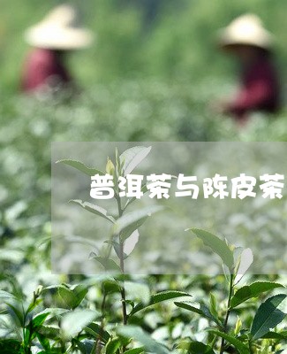 普洱茶与陈皮茶的区别/2023080300503