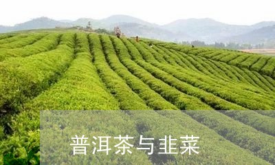 普洱茶与韭菜/2023042838427