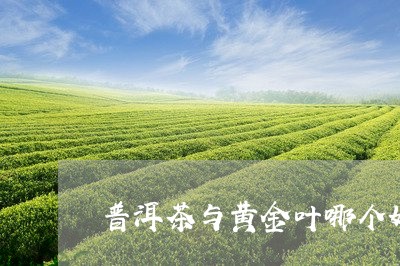 普洱茶与黄金叶哪个好/2023062422694