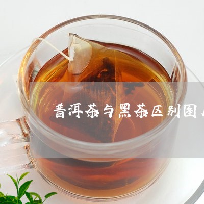 普洱茶与黑茶区别图片高清/2023110437351