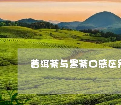 普洱茶与黑茶口感区别/2023080387360