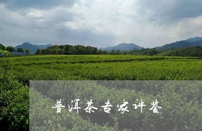 普洱茶专家评鉴/2023101668571