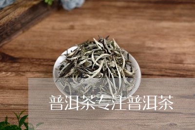 普洱茶专注普洱茶/2023101642715