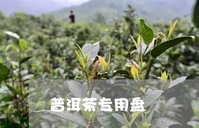 普洱茶专用盘/2023042677058