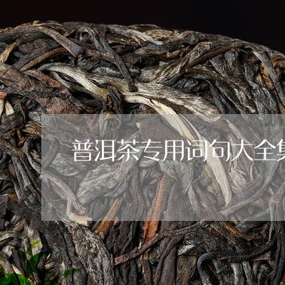 普洱茶专用词句大全集/2023082942948