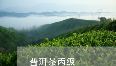 普洱茶丙级/2023090693635