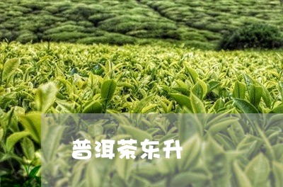 普洱茶东升/2023102531895