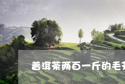 普洱茶两百一斤的毛茶/2023092770716